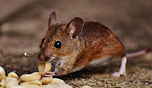 24 Hour & Emergency Exterminators in Wolf Creek, MT